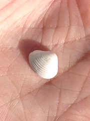 Varicorbula limatula