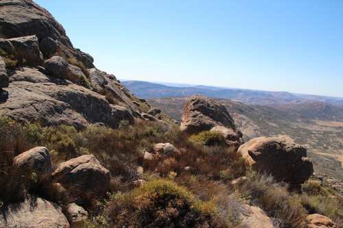 Kamiesberg Purplegorse (Muraltia rigida)
