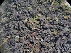 Scytinium dactylinum