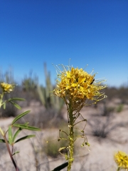 Cleomella palmeri