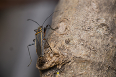 Stenomacra marginella