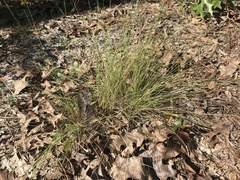 Aristida stricta