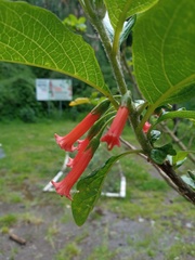 Iochroma fuchsioides