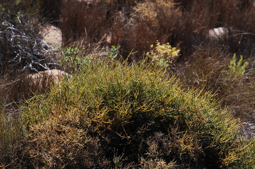 Image of Muraltia rigida by (c) Tony Rebelo, some rights reserved (CC BY-SA)