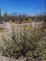 Cleomella palmeri