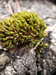 Lewinskya elegans