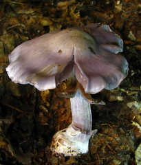 Cortinarius subpulchrifolius