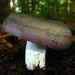 Variable Russula - Photo (c) shroomydan, some rights reserved (CC BY-NC)