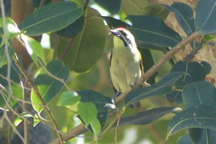 Pogoniulus pusillus pusillus