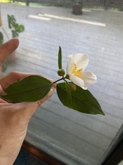 Philadelphus inodorus