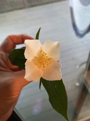 Philadelphus inodorus