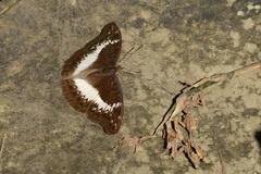 Cymothoe coranus coranus