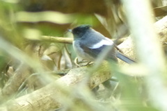 Trochocercus cyanomelas segregus