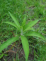 Siphocampylus giganteus