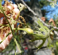 Melikaiella tumifica