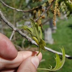Melikaiella tumifica