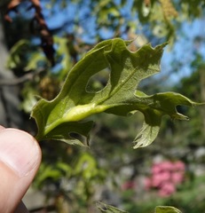 Melikaiella tumifica