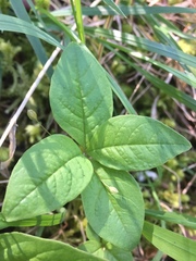 Lysimachia latifolia