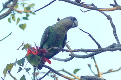 Poicephalus robustus