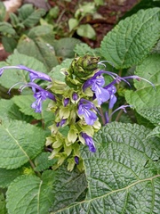 Salvia pichinchensis