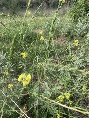 Rapistrum rugosum