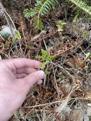 Daphne mezereum