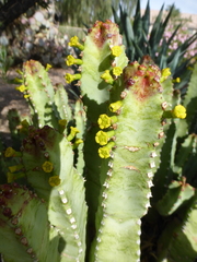 Euphorbia resinifera