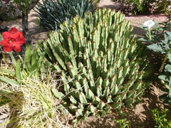 Euphorbia resinifera