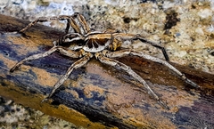 Lycosa erythrognatha