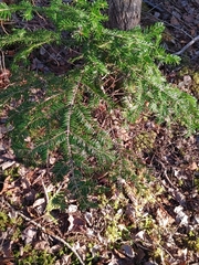Abies balsamea image