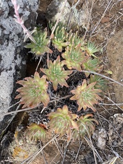 Dudleya virens virens