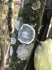 Fungi