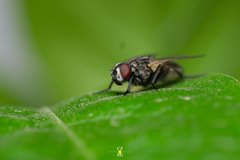 Diptera