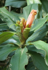 Costus guanaiensis