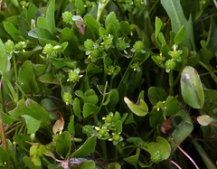 Ranunculus bonariensis trisepalus