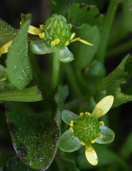 Ranunculus bonariensis trisepalus