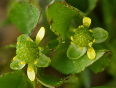 Ranunculus bonariensis trisepalus