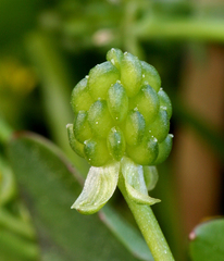 Ranunculus bonariensis trisepalus