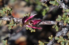 Indigofera spinescens