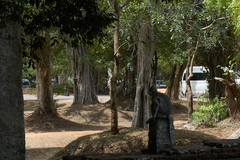 Semnopithecus priam thersites