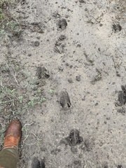 Boselaphus tragocamelus