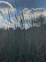 Typha capensis