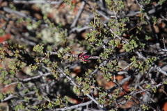 Indigofera spinescens