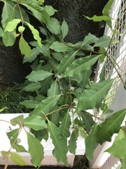 Rauvolfia tetraphylla