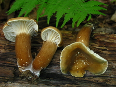 Lactifluus gerardii