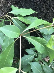 Rauvolfia tetraphylla