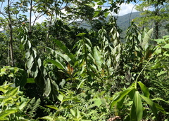 Costus weberbaueri