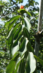 Costus weberbaueri