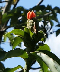 Costus weberbaueri