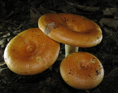 Lactarius croceus